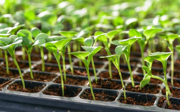 How To Plant From Seed Whitehaven Garden Centre
